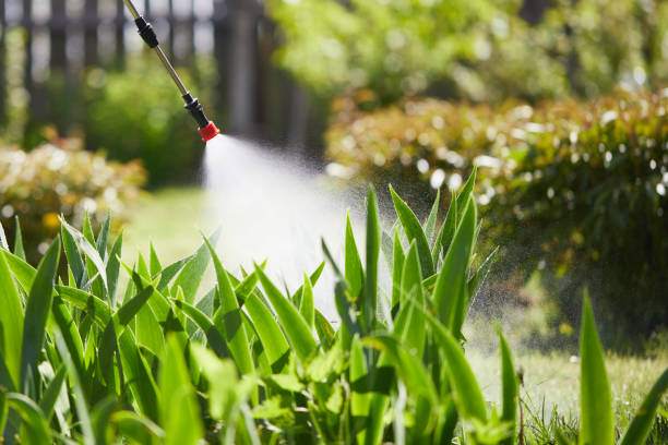 24/7 Emergency Termite Control experts in Thompson Falls, MT