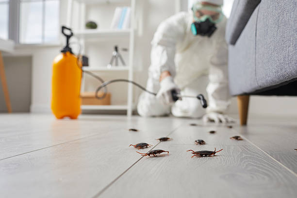 Affordable Termite Control solutions in Thompson Falls, MT
